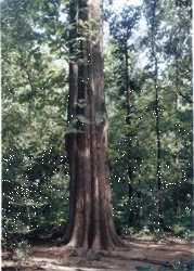 grote teakboom